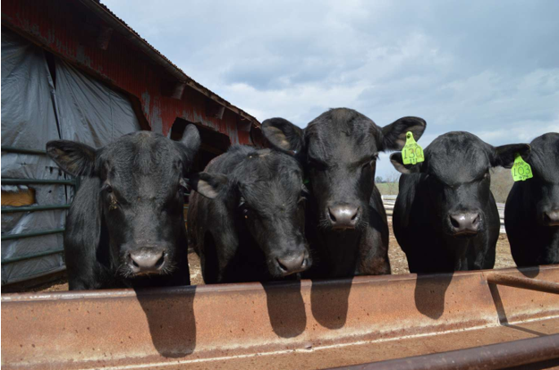 Why Feedlots Lose Money Between Closeouts (And How Real-Time Cost Tracking Fixes It)