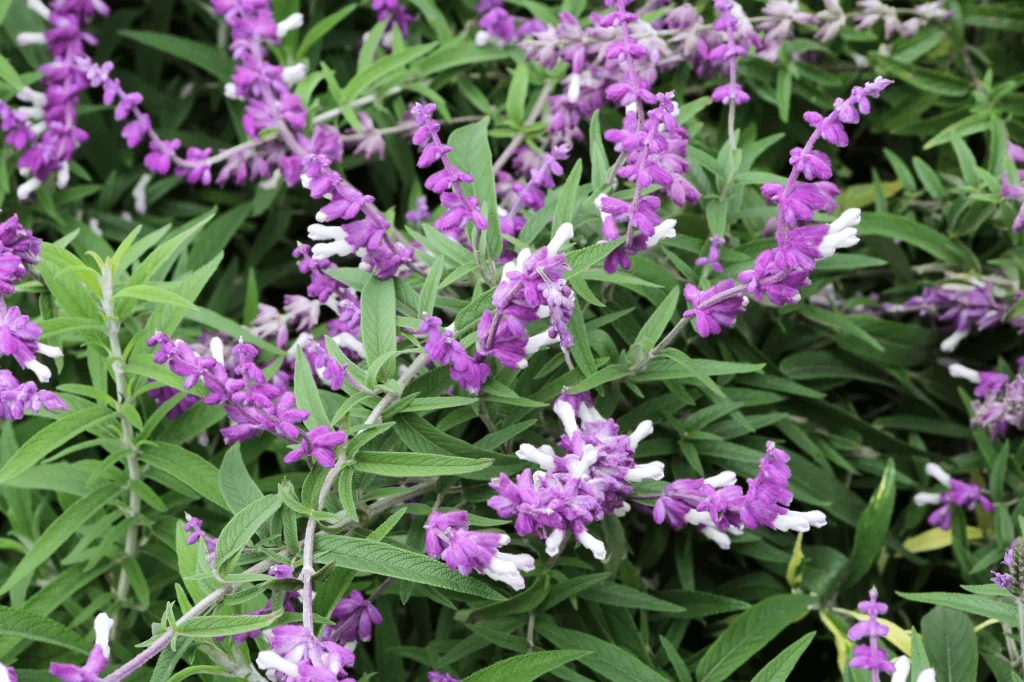 Salvia divinorum plant showing vegetative propagation and acclimation techniques
