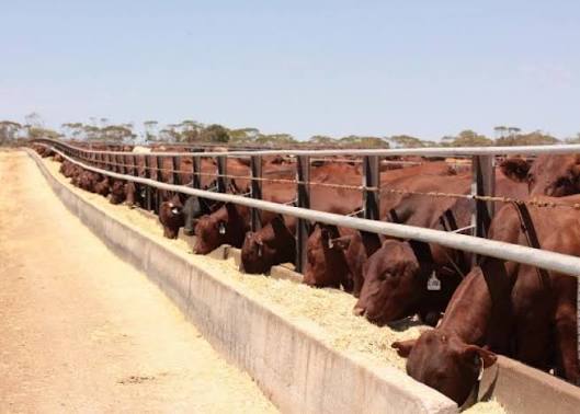 The Hidden Cost of Feed Conversion Ratio Drift in Large Feedlots